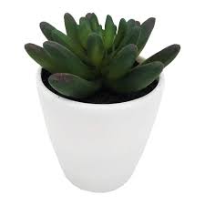 Image result for Mehikasvi