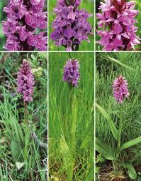 Attēlu rezultāti vaicājumam “Dactylorhiza majalis subsp. baltica leaf”