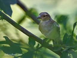 Attēlu rezultāti vaicājumam “Fringilla coelebs juvenile”