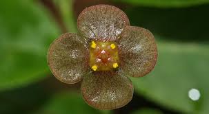 Attēlu rezultāti vaicājumam “Euonymus verrucosus”