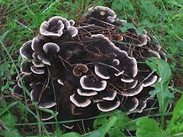 Attēlu rezultāti vaicājumam “Gloeophyllum abietinum”