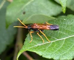 Attēlu rezultāti vaicājumam “Tenthredo campestris”