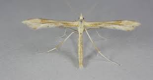 Attēlu rezultāti vaicājumam “Gillmeria pallidactyla”