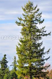 Attēlu rezultāti vaicājumam “Pseudotsuga menziesii”