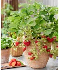 Attēlu rezultāti vaicājumam “Pulmonaria angustifolia fruit”