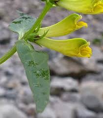 Attēlu rezultāti vaicājumam “Melampyrum pratense leaf”
