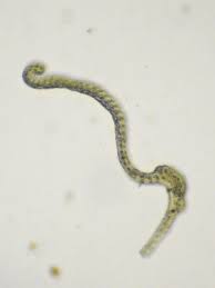 Attēlu rezultāti vaicājumam “Racomitrium heterostichum”