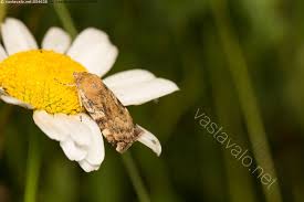 Attēlu rezultāti vaicājumam “Cryptocala chardinyi”