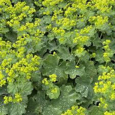 Image result for Alchemilla mollis