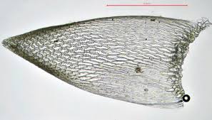 Attēlu rezultāti vaicājumam “Sphagnum tenellum”