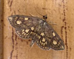 Attēlu rezultāti vaicājumam “Anania stachydalis”