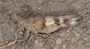 Attēlu rezultāti vaicājumam “Oedipoda caerulescens”