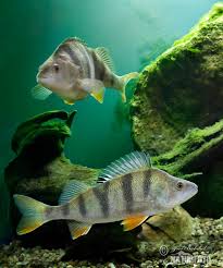 Attēlu rezultāti vaicājumam “Perca fluviatilis”