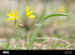 Attēlu rezultāti vaicājumam “Gagea lutea flower”