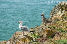 Attēlu rezultāti vaicājumam “Larus argentatus adult”