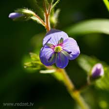 Attēlu rezultāti vaicājumam “Veronica chamaedrys flower”