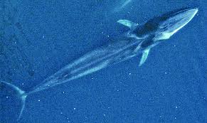 Image result for Balaenoptera physalus