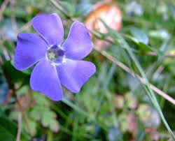Attēlu rezultāti vaicājumam “Vinca minor flower”