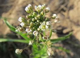 Attēlu rezultāti vaicājumam “Capsella bursa-pastoris flower”