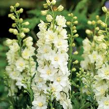 Image result for Delphinium