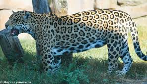 Afbeeldingsresultaat voor panters