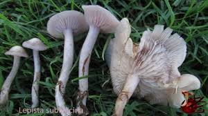 Attēlu rezultāti vaicājumam “Lepista sp.”