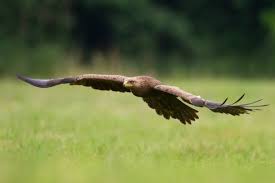 Attēlu rezultāti vaicājumam “Aquila pomarina”