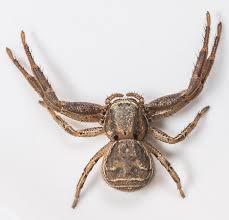 Attēlu rezultāti vaicājumam “Xysticus bifasciatus female”