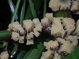 Attēlu rezultāti vaicājumam “Stemonitis flavogenita”