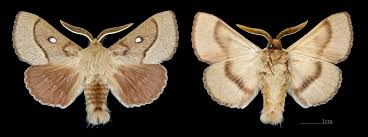 Attēlu rezultāti vaicājumam “Lasiocampa trifolii”