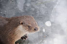 Attēlu rezultāti vaicājumam “Lutra lutra”