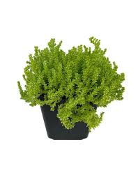Image result for Sedum acre