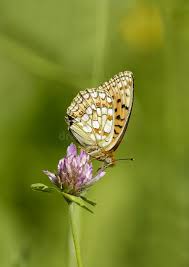 Attēlu rezultāti vaicājumam “Argynnis niobe underside”