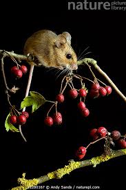 Attēlu rezultāti vaicājumam “Apodemus flavicollis”