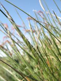 Attēlu rezultāti vaicājumam “Nardus stricta”