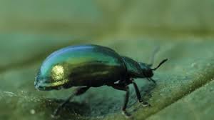 Attēlu rezultāti vaicājumam “Linaeidea aenea”