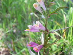 Attēlu rezultāti vaicājumam “Melampyrum pratense leaf”