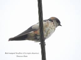 Image result for Cecropis daurica