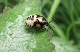 Attēlu rezultāti vaicājumam “Tritomegas bicolor nymph”