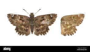 Attēlu rezultāti vaicājumam “Carcharodus floccifera underside”