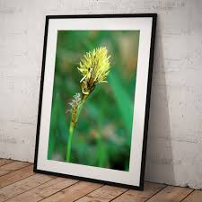 Attēlu rezultāti vaicājumam “Carex caryophyllea flower”