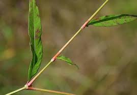 Attēlu rezultāti vaicājumam “Persicaria maculosa leaf”