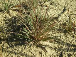 Attēlu rezultāti vaicājumam “Corynephorus canescens”