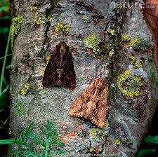 Attēlu rezultāti vaicājumam “Apamea monoglypha”
