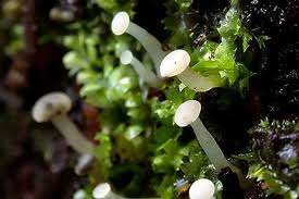 Attēlu rezultāti vaicājumam “Cudoniella acicularis”