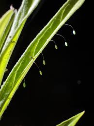 Attēlu rezultāti vaicājumam “Chrysopa eggs”