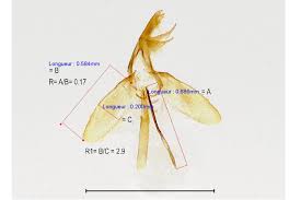 Attēlu rezultāti vaicājumam “Monopis weaverella”