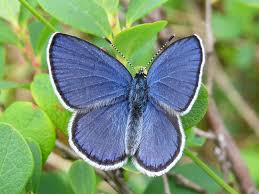 Attēlu rezultāti vaicājumam “Vacciniina optilete”