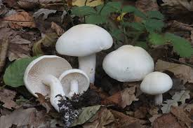 Attēlu rezultāti vaicājumam “Tricholoma album”