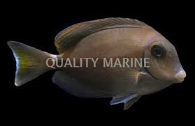 Image result for Acanthurus bahianus